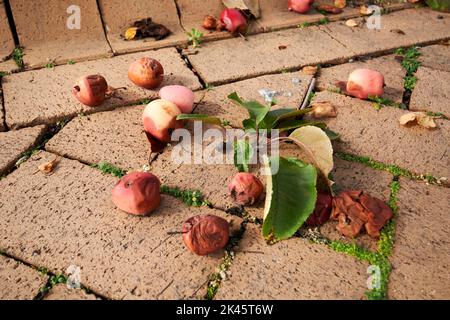 mele di granchio caduto e marciume su un marciapiede nel regno unito Foto Stock