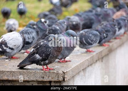 Gregge di piccioni seduti in fila su parapetto di pietra sulla strada della città Foto Stock