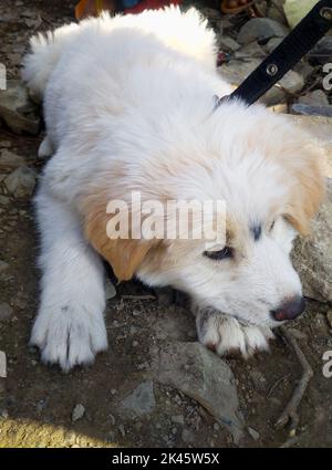 Un primo piano di un simpatico cucciolo di pastore himalayano bianco in India seduto. Uttarakhand India. Foto Stock