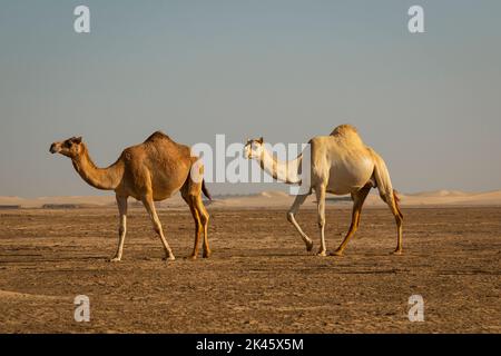 Cammelli a piedi attraverso il deserto con il suo custode Foto Stock