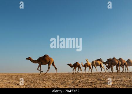 Cammelli a piedi attraverso il deserto con il suo custode Foto Stock