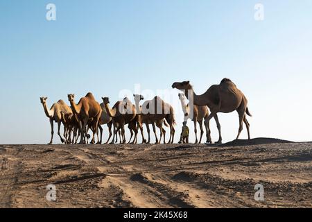 Cammelli a piedi attraverso il deserto con il suo custode Foto Stock