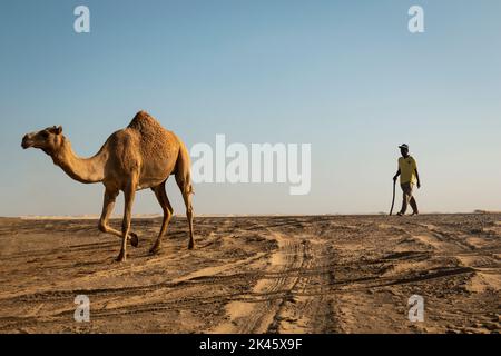 Cammelli a piedi attraverso il deserto con il suo custode Foto Stock