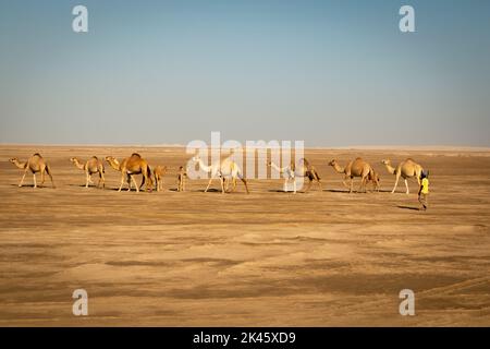 Cammelli a piedi attraverso il deserto con il suo custode Foto Stock