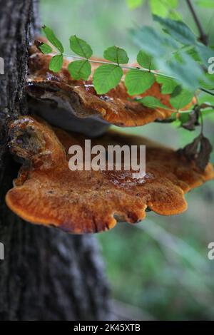 Funghi arancioni sul tronco dell'albero Foto Stock