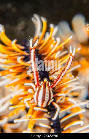 Un piccolo gamberetto crinoide si nasconde su un crinoide per evitare di essere mangiato dai predatori. Foto Stock