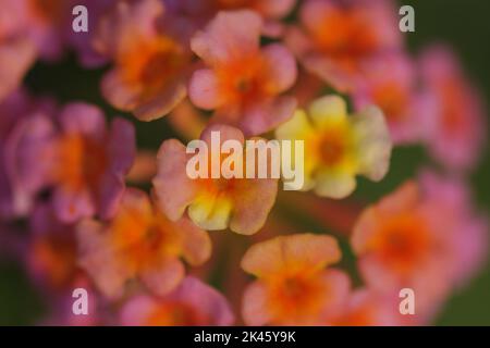 Fiori rosa e giallo di lantana camara, famiglia Verbenaceae, che cresce in un giardino, Barbar, Regno del Bahrain Foto Stock