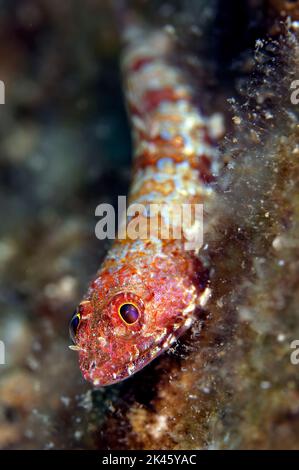 Un subacqueo di sabbia caraibica di lucertola si trova in attesa che un piccolo pesce nuotare vicino in modo da può dart fuori e catturarlo per un pasto. Foto Stock