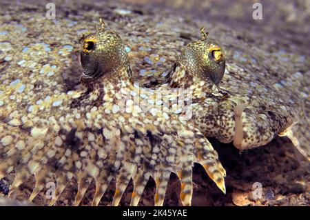 Un pianeggiante fondale di pavone tropicale poggia senza motore sul fondo mentre dorme, permettendomi di fotografare la sua testa unica. Foto Stock