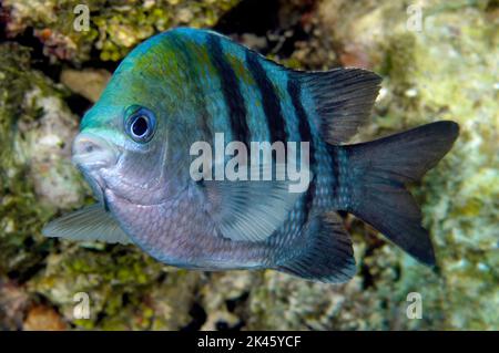 Una damselfish caraibica ha chiamato un sergente maggiore crociere una barriera corallina alla ricerca di cibo nelle acque di Roatan in Honduras. Foto Stock