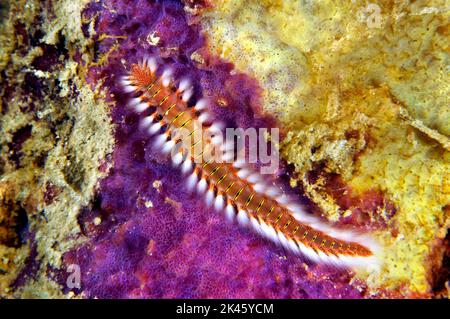 Una bella ma pericolosa setola fireworm striscia su un pezzetto di pan pan pan pan pan pan pan nutrire. Si tratta di un verme molto velenoso. Foto Stock