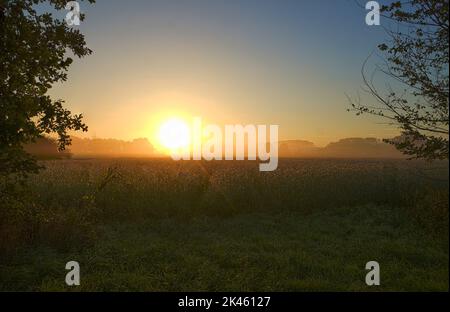 Sonnenaufgang im Nebel Foto Stock