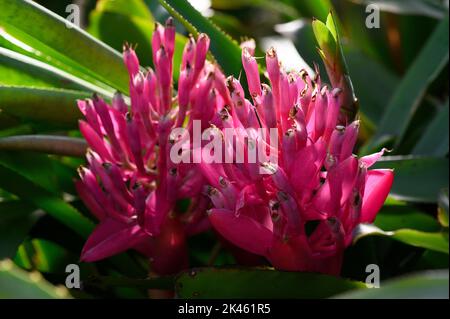 Fiammeggiante torcia - 2019° Festival delle orchidee al Kew Gardens Foto Stock