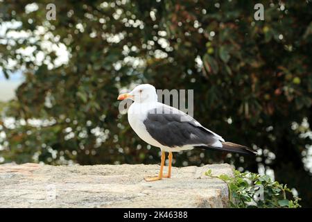 Gabbiano sul muro dei bastioni a le Mont Saint Michel, Normandia, Francia Foto Stock