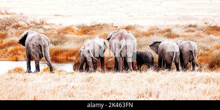Una famiglia di elefanti che bevono nel Parco Nazionale del Serengeti, Tanzania Foto Stock