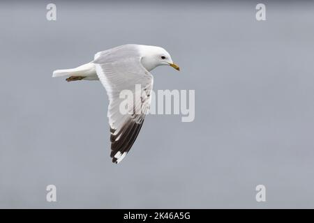 Gabbiano comune (Larus canus), vista laterale di un immaturo in volo, regione occidentale, Islanda Foto Stock
