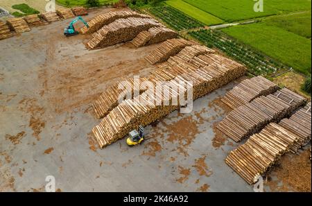 Tronchi appena raccolti accatastati in alto al cortile di legno all'aperto Foto Stock