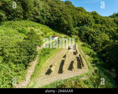 Campo piccolo con riso appena raccolto che asciuga al sole Foto Stock