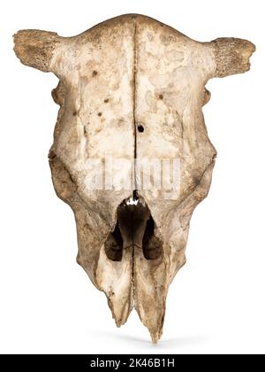 Vista dall'alto del cranio della mucca. Isolato su sfondo bianco. Foto Stock