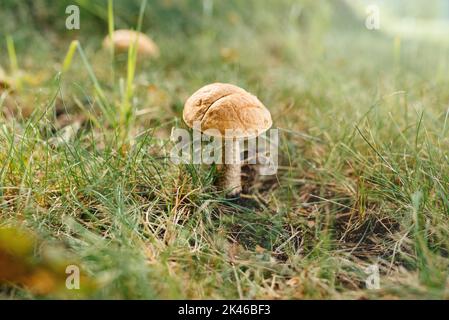 Funghi commestibili tra l'erba in bella foresta autunnale nelle giornate di sole. L'autunno è stagione. Passeggiate nella natura selvaggia. Foto Stock