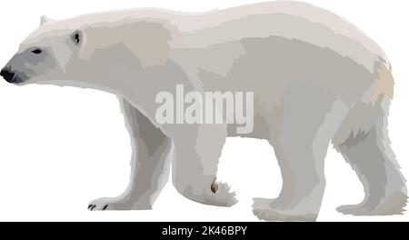 Vettore Illustrazione orso polare bianco animale selvatico. Illustrazione Vettoriale