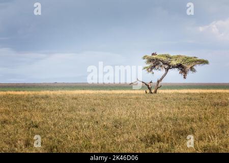 Un ombrello di acacia con due avvoltoi nella savana dei Serengeti, Tanzania Foto Stock