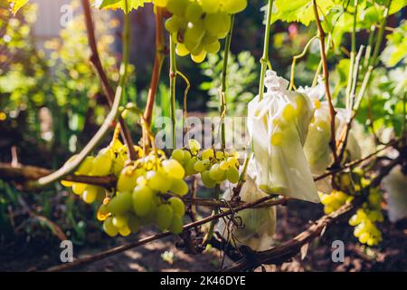 Mazzo di verde delizia uva in borsa protettiva appeso nel giardino d'autunno. Frutta di risparmio da insetti ed uccelli, pesti Foto Stock