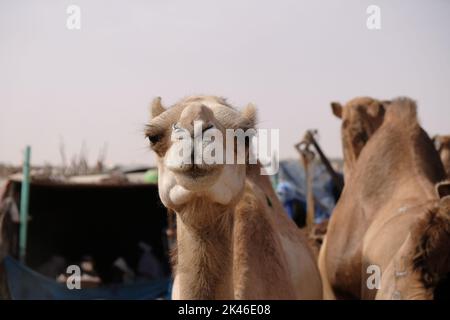 Cammello al mercato in Nord Africa Foto Stock