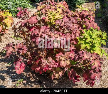 Una piccola foresta idrangea di foglie di quercia con il fogliame che diventa rosso all'inizio dell'autunno in una luminosa vista di giorno soleggiato primo piano Foto Stock