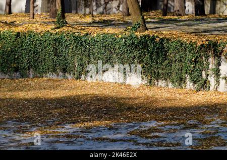 Parte di una piscina in una colorata foresta autunnale con bellissimi lotti di foglie gialle, verdi e marroni, alcune delle quali hanno coperto il terreno in modo profuso, Sofia Foto Stock