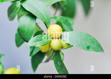 Agrumi Japonica Thunb o Kumquat , Kumquat pianta o Cumquats o Citrus Japonica Thunb o RUTACEAE pianta Foto Stock