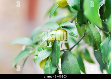 Agrumi Japonica Thunb o Kumquat , Kumquat pianta o Cumquats o Citrus Japonica Thunb o RUTACEAE pianta Foto Stock