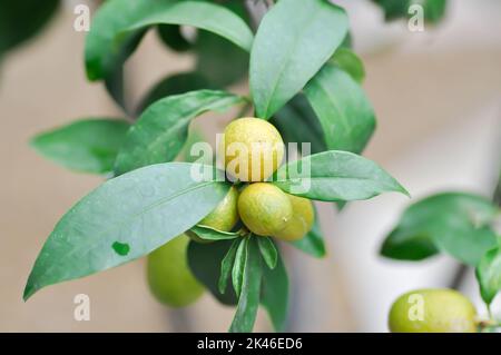 Agrumi Japonica Thunb o Kumquat , Kumquat pianta o Cumquats o Citrus Japonica Thunb o RUTACEAE pianta Foto Stock