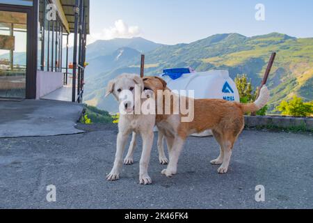 in georgia, due bellissimi cani giocano l'uno con l'altro Foto Stock