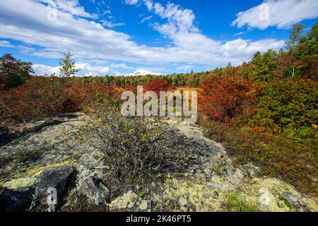 Hagen Run, affluente dei fiumi Lehigh e Delaware, scorre attraverso prati abbandonati di laghetti di castoro nella Pinchot state Forest della Pennsylvania Foto Stock