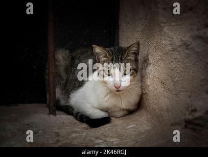 Gatto randagio bianco e nero che guarda la macchina fotografica con lo sguardo disfiero sopra una finestra Foto Stock