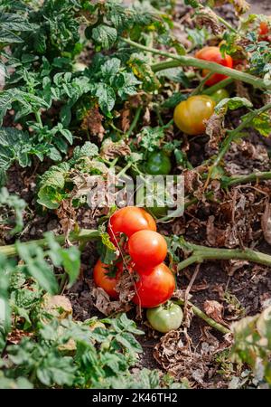 I frutti di pomodoro sono affetti da una malattia batterica nel terreno aperto. Pomodori appassiti da parassiti. Raccolto autunnale. Foto Stock