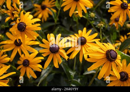 Heirloom Black Eyed Susan a qualsiasi fiore selvatico in un prato all'aperto petali gialli dorati intorno a un centro di cioccolato fumé Foto Stock