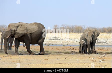 Famiglia mandria di elefanti, tra cui un piccolo vitello e la sua mamma stand vicino a una buca d'acqua nel Parco Nazionale Etosha, Namibia Foto Stock