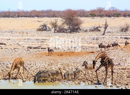 Tante specie diverse di animali che vengono a prendere un drink da questa popolare buca d'acqua nel Parco Nazionale di Etosha. L'opacità termica è leggermente visibile a causa di Foto Stock