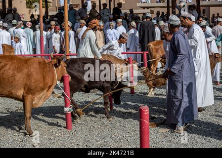 Vendita di mucche al mercato del bestiame venerdì mattina, Nizwa, Oman Foto Stock