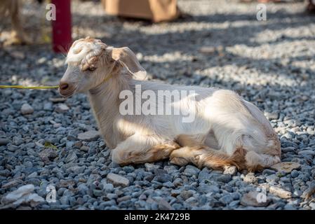 Una capra giovane in vendita al mercato del bestiame venerdì mattina a Nizwa, Oman Foto Stock