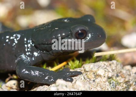 La salamandra alpina (Salamandra atra) in un habitat naturale Foto Stock