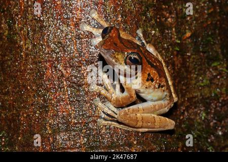 La rana volante di Harrisson, rana di albero marrone (Leptomantis harrissoni - Rhacoforus harrissoni) in un habitat naturale Foto Stock