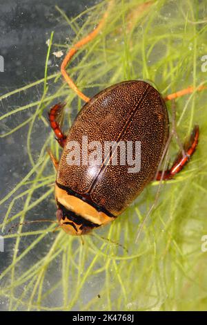 Scarabeo da immersione maschile (Graphoderus bilineatus) in un habitat naturale subacqueo Foto Stock