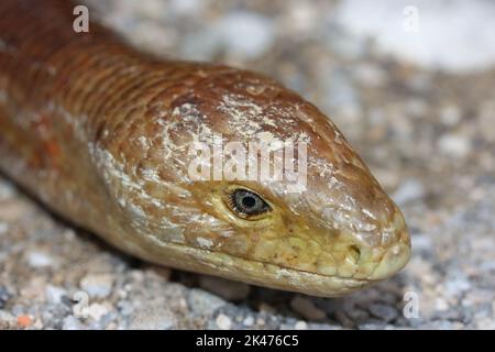 Il sheltopusik, la lucertola di vetro di Pallas, la lucertola senza zenzone europea (Pseudopus apodus) si trovano in un habitat naturale Foto Stock