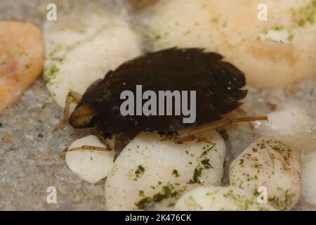 Il vero bug acquatico e senza alette (Aphelocheirus aestivalis) in un habitat naturale subacqueo Foto Stock