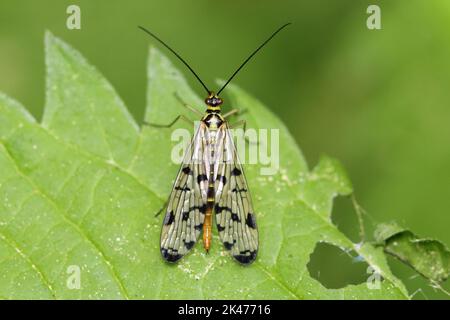 La scorpionfly comune (Panorpa communis) in un habitat naturale Foto Stock