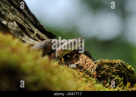 Serpente a dadi (Natrix tessellata) in habitat naturale Foto Stock