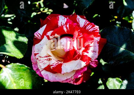 Splendida rosa rossa e bianca in piena fioritura. Foto Stock